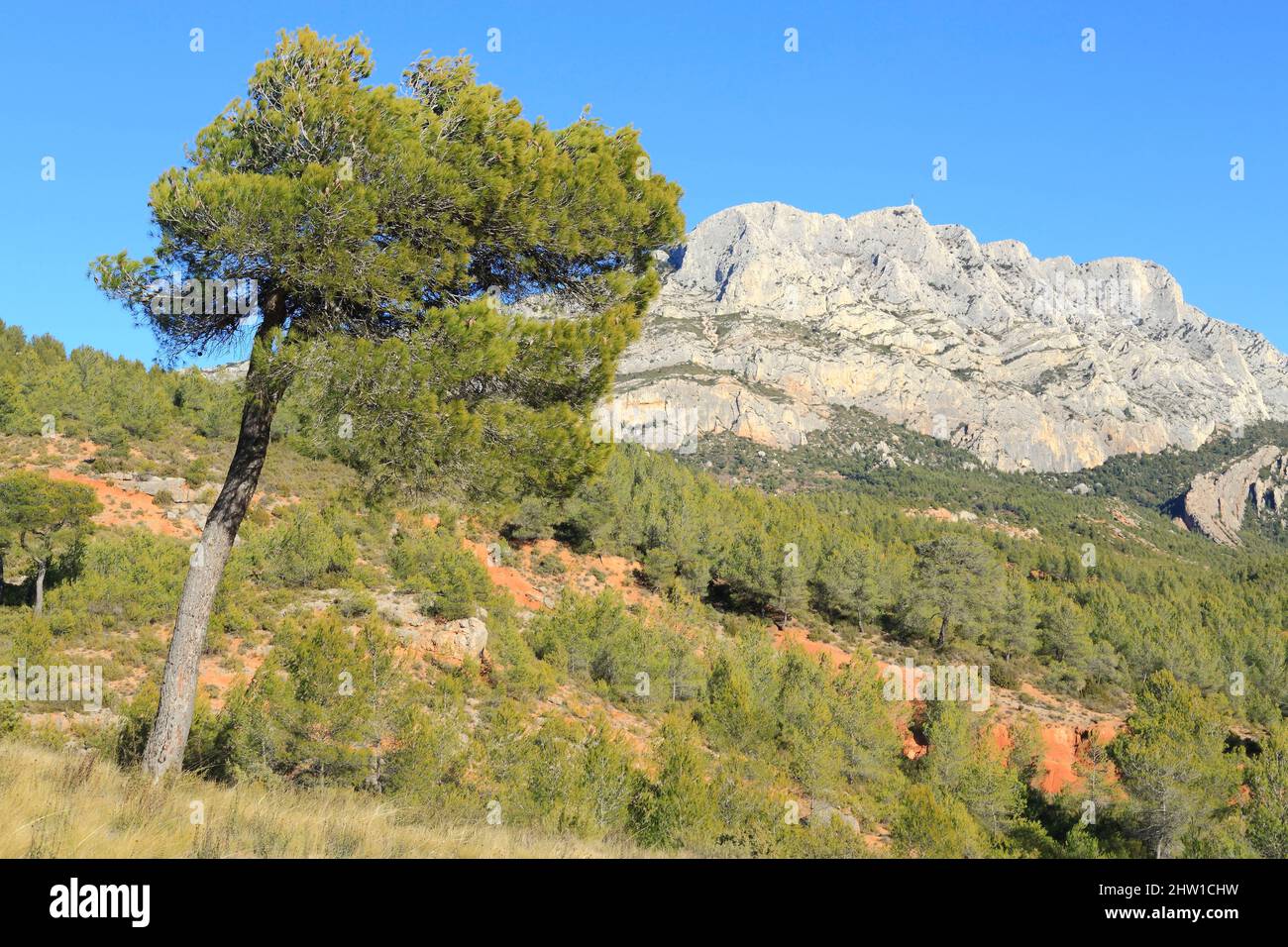 France, Bouches du Rhone, Grand Site Concors Sainte Victoire, departmental domain of Roques Hautes, Beaurecueil, pines with the Sainte Victoire mountain in the background Stock Photo