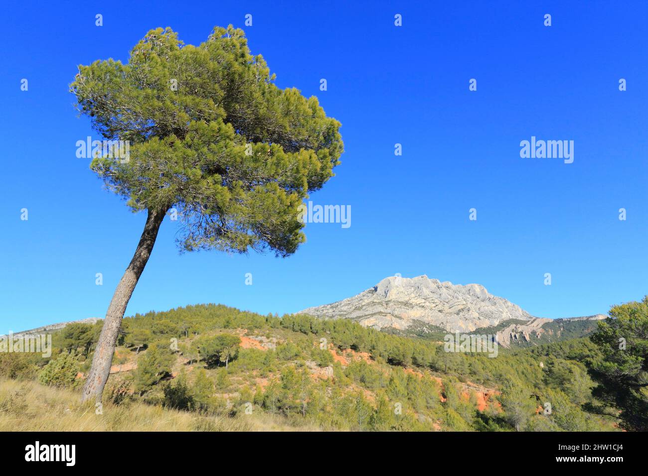 France, Bouches du Rhone, Grand Site Concors Sainte Victoire, departmental domain of Roques Hautes, Beaurecueil, pines with the Sainte Victoire mountain in the background Stock Photo