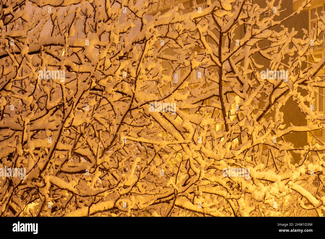 Tree branches covered with snow in street lamp light Stock Photo - Alamy