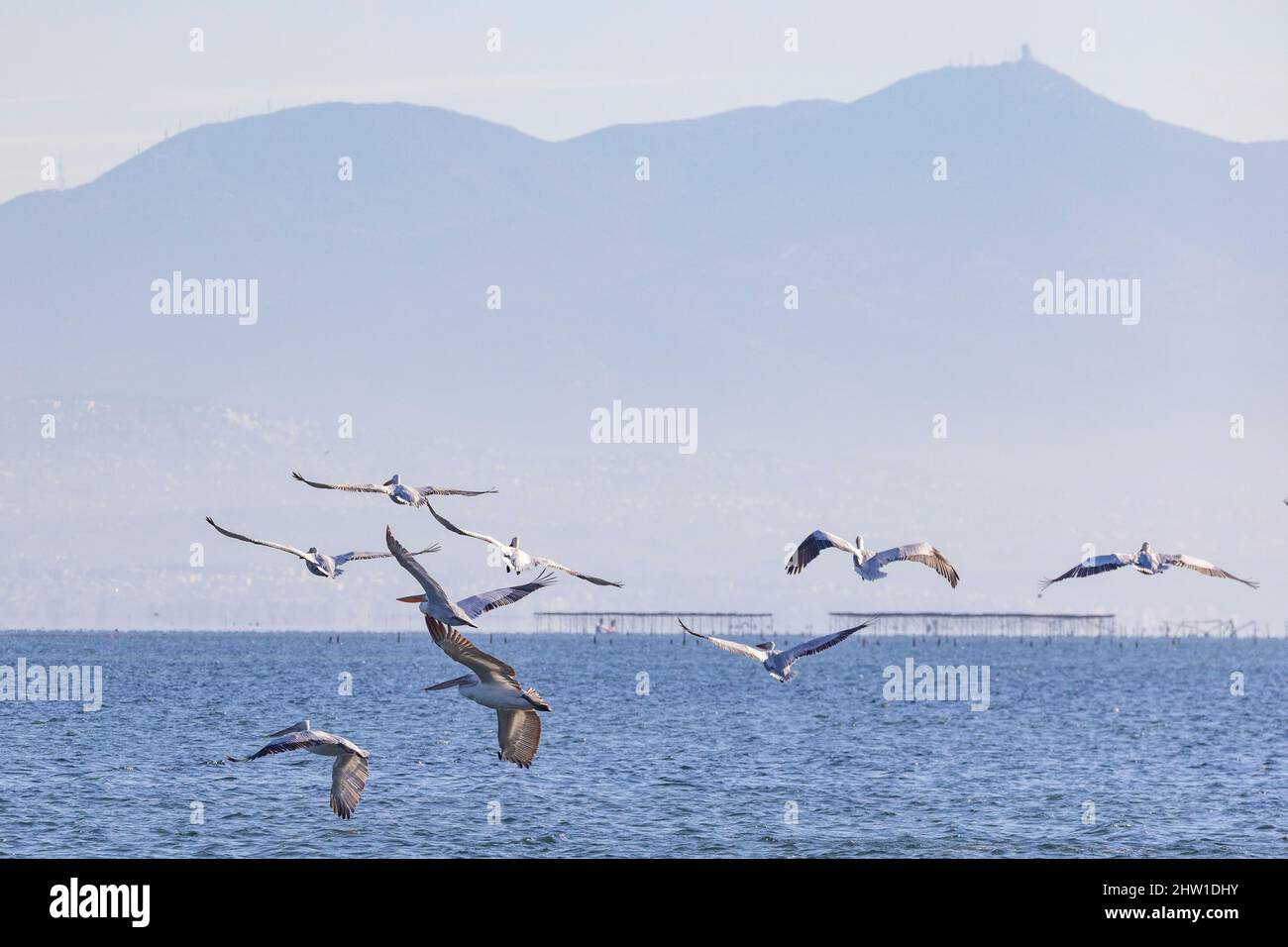 Greece, Macedonia, Thessaloniki, Axios Delta National Park, National ...