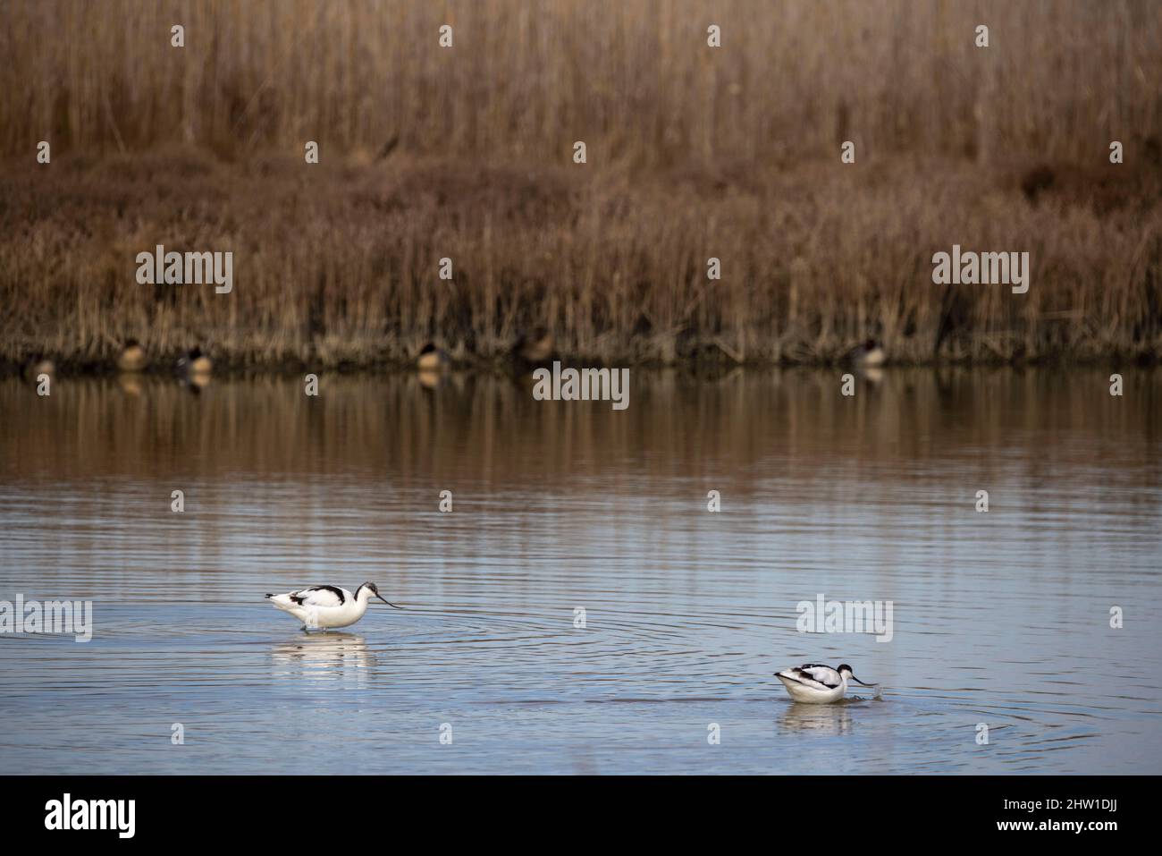Axios delta national park thessaloniki hi-res stock photography and ...
