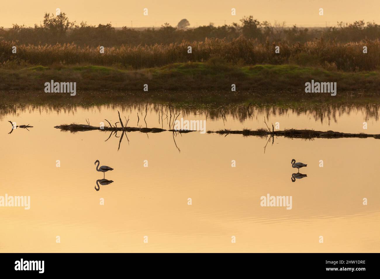Greece, Macedonia, Thessaloniki, Axios Delta National Park, National ...
