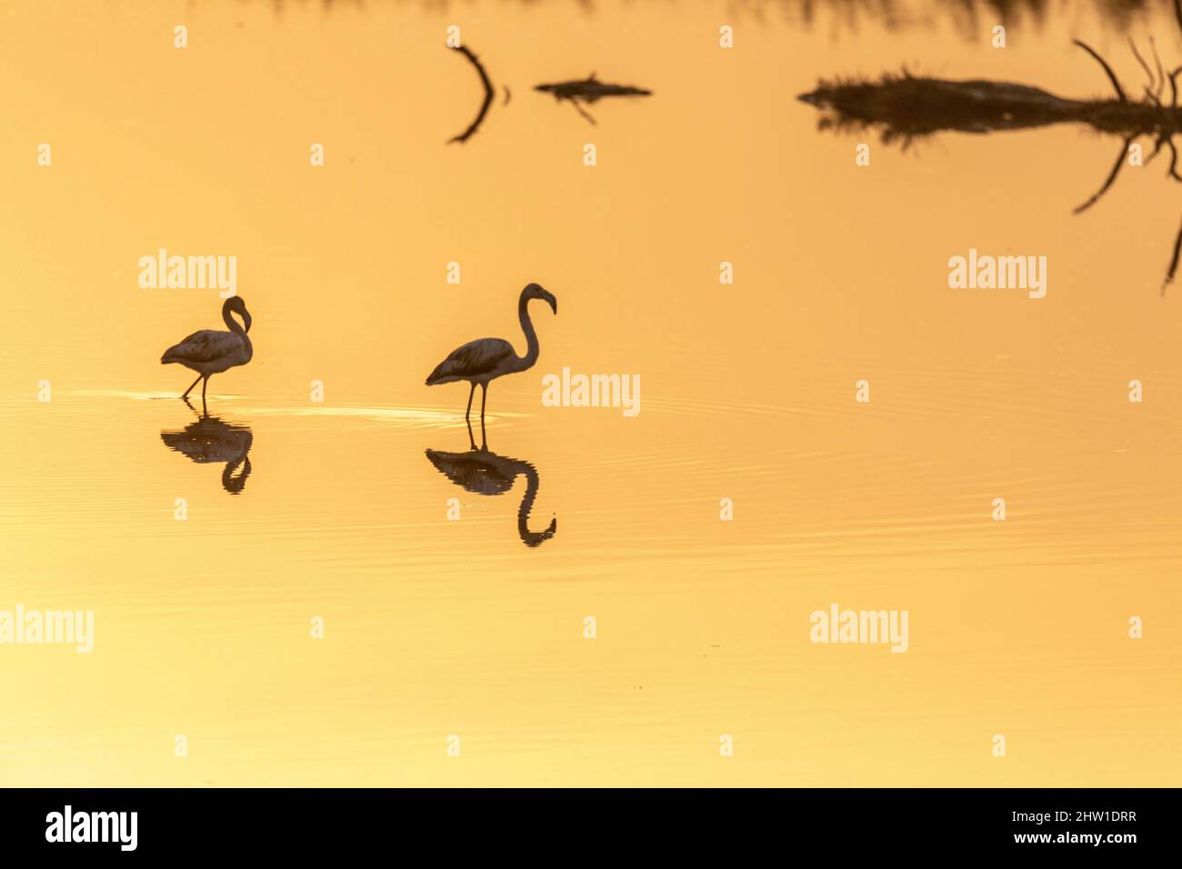 Greece, Macedonia, Thessaloniki, Axios Delta National Park, National ...