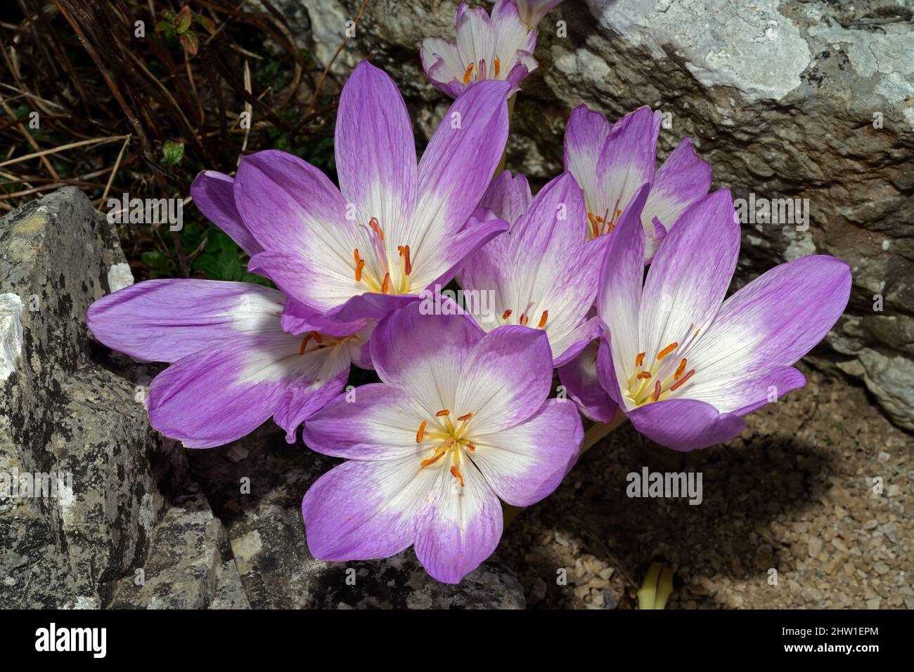 Colchicum speciosum (autumn crocus) is found in mountainous areas of northern Turkey, the Caucasus and northern Iran. Stock Photo