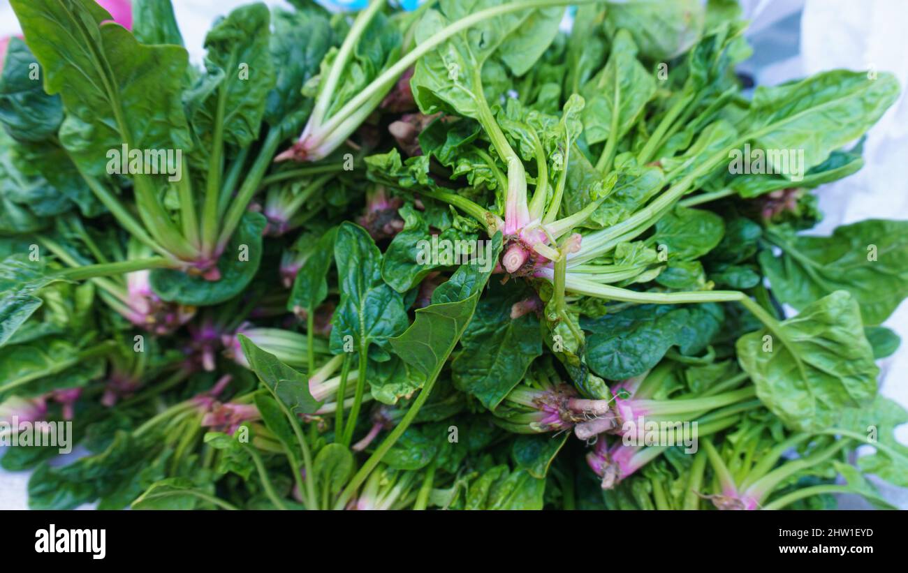 Bunch of green spinach stack closeup Stock Photo Alamy