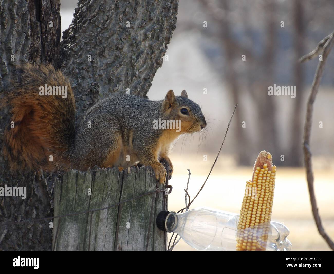 Squirrel against a corn in the forest Stock Photo Alamy