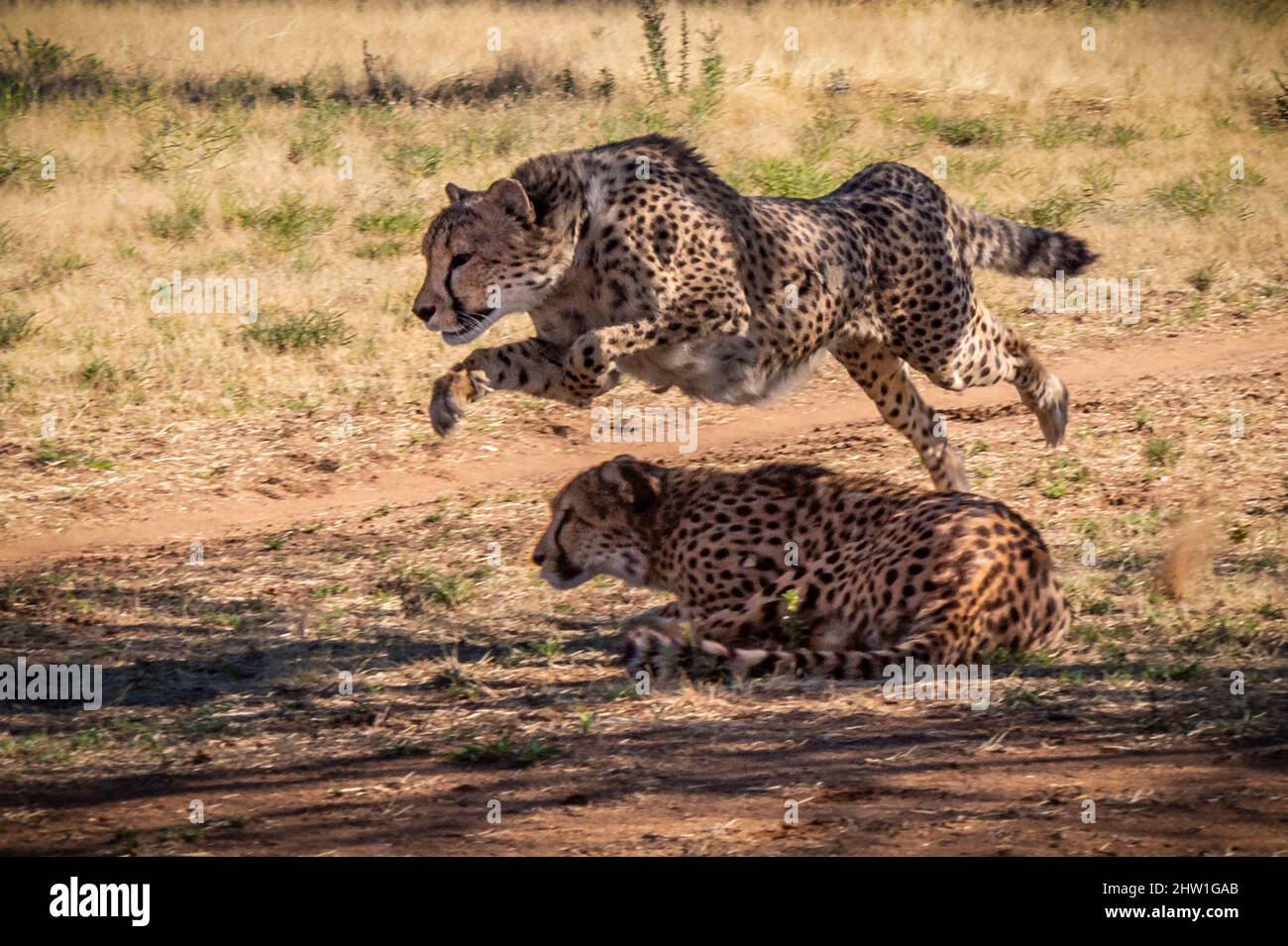 Namibia, Otjozondjupa region, Otjiwarongo, Cheetah Conservation Fund (CCF), to maintain the athletic muscles of the cheetahs collected at the center, a mechanical lure race is organized every morning in the cool (cheetah run program) Stock Photo