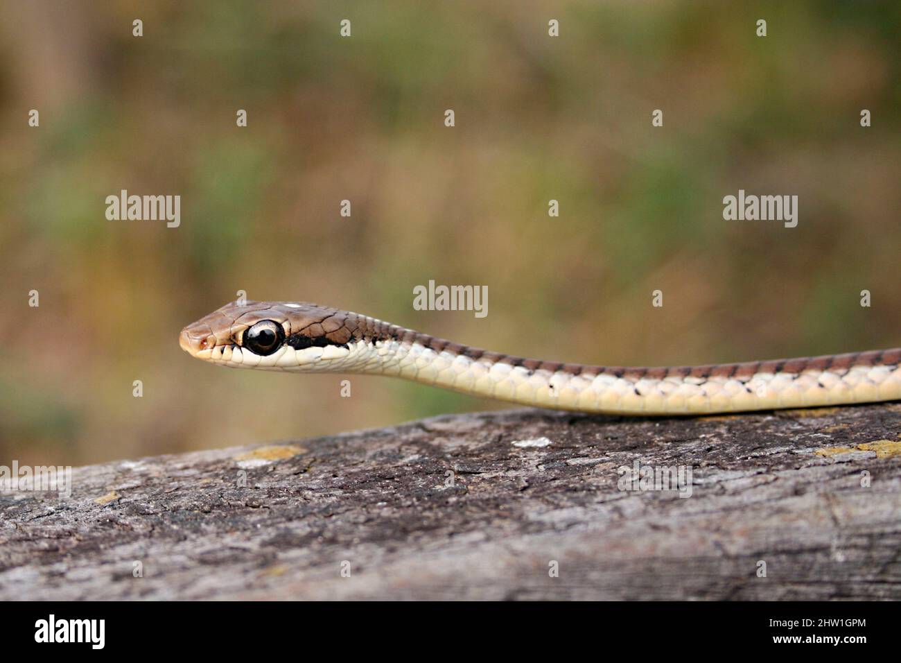 Nepal, tropical Terai plain, near Sauraha, Chitwan National Park, a snake crawls and observes the photographer Stock Photo