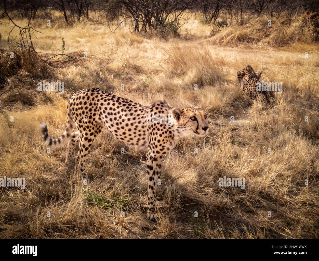 Namibia, Otjozondjupa region, Otjiwarongo, Cheetah Conservation Fund