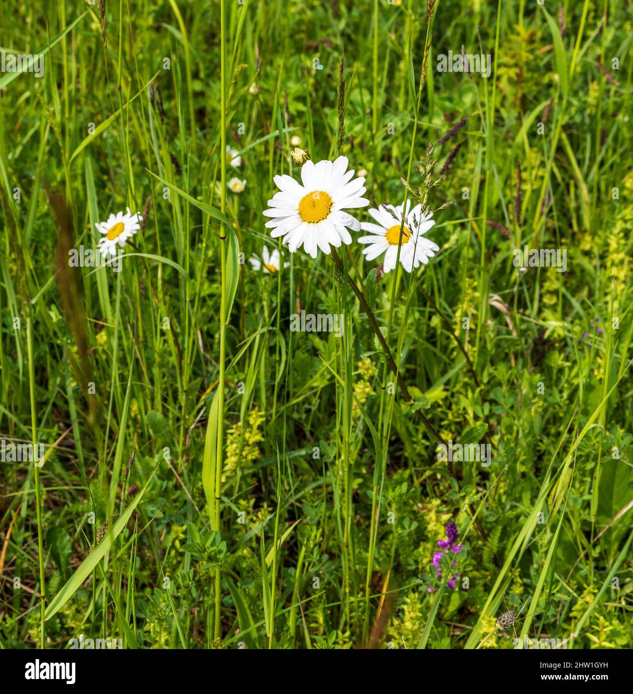 Flowering Leucanthemum vulgare on meadow in Bile Karpaty mountains in Czech republi Stock Photo