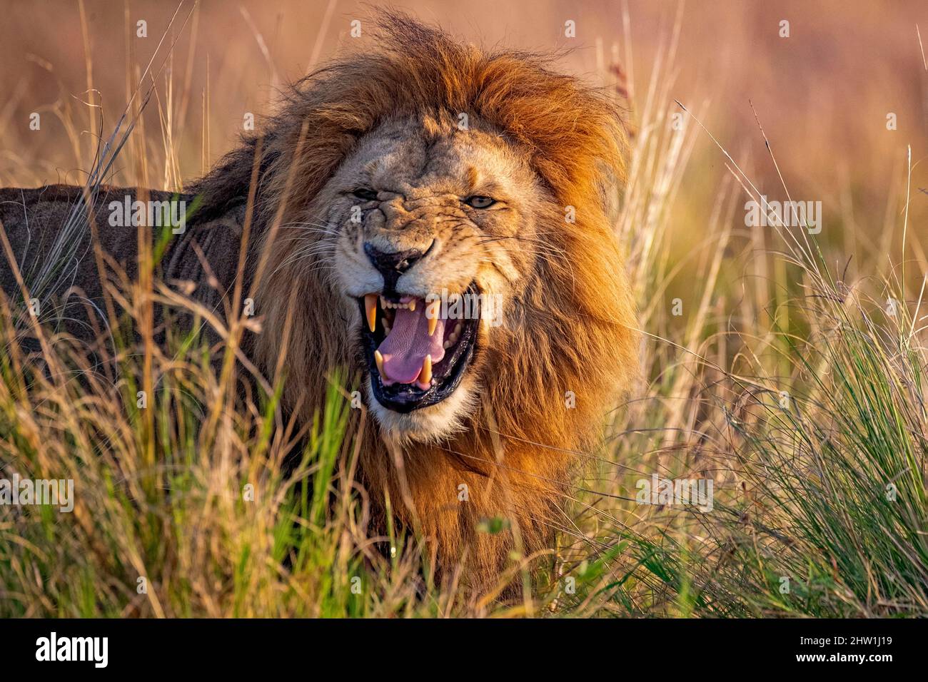 Kenya, Masai Mara National Reserve, National Park, Lion (Panthera leo), walking in the grass by rolling up the lips to register the pheromones of female in heat with her Jacobson glands, Flehmen reaction Stock Photo