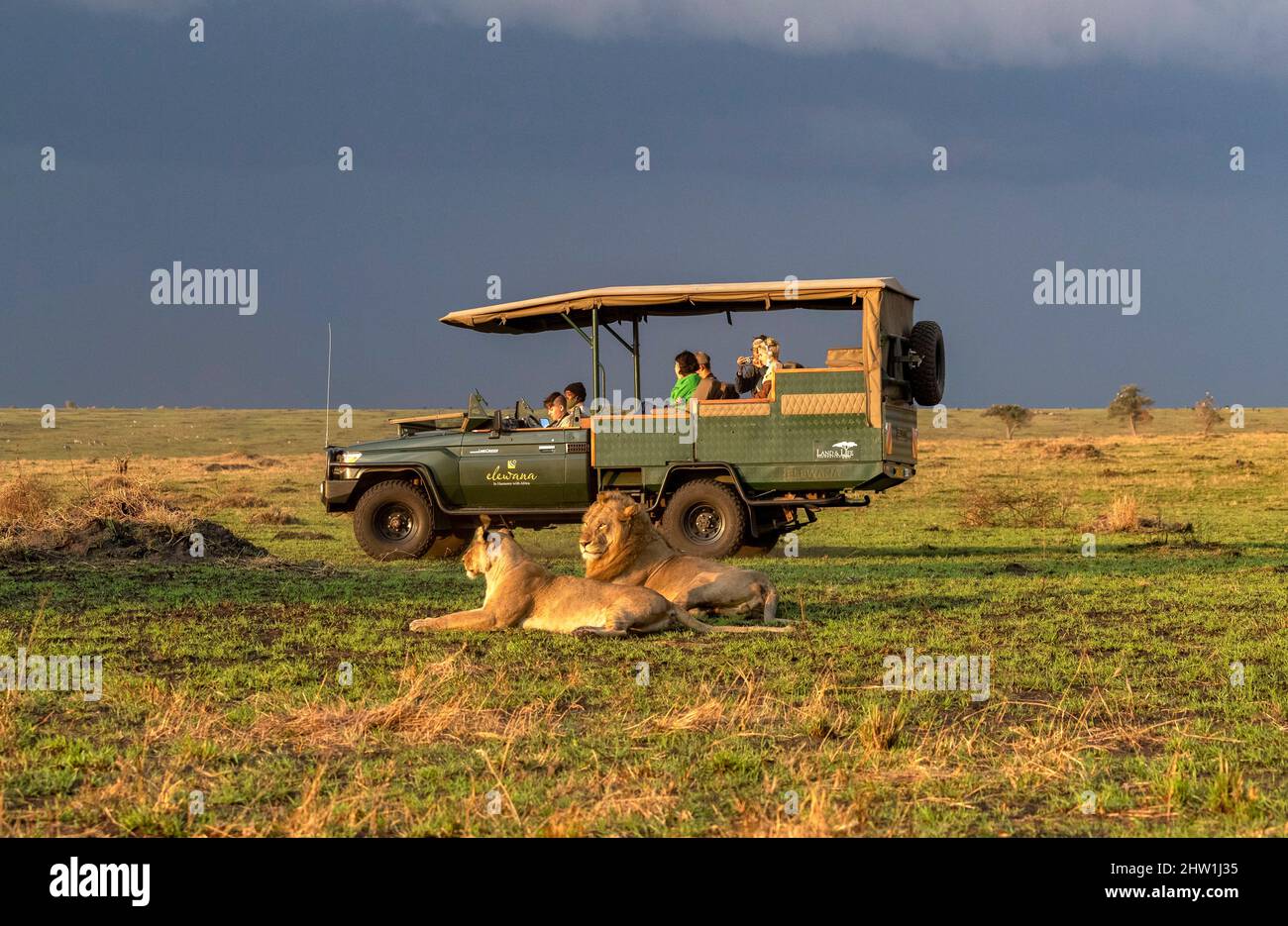 Kenya, Masai Mara National Reserve, National park, Lions mating in the ...