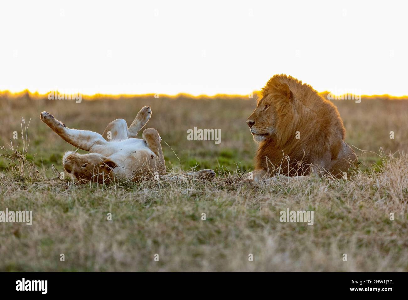 Kenya, Masai Mara National Reserve, National park, Lions mating in the ...