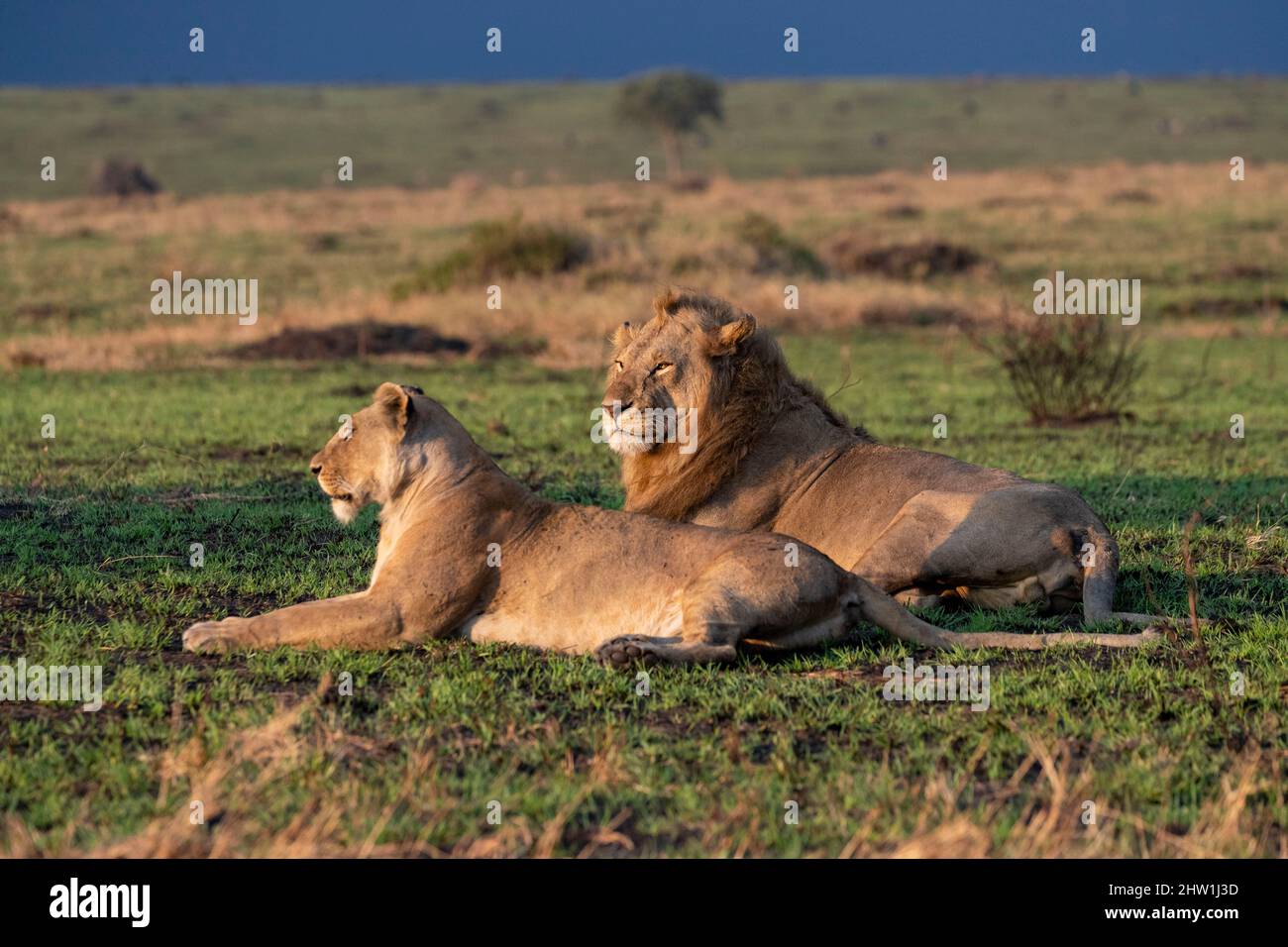 Kenya, Masai Mara National Reserve, National park, Lions mating in the ...