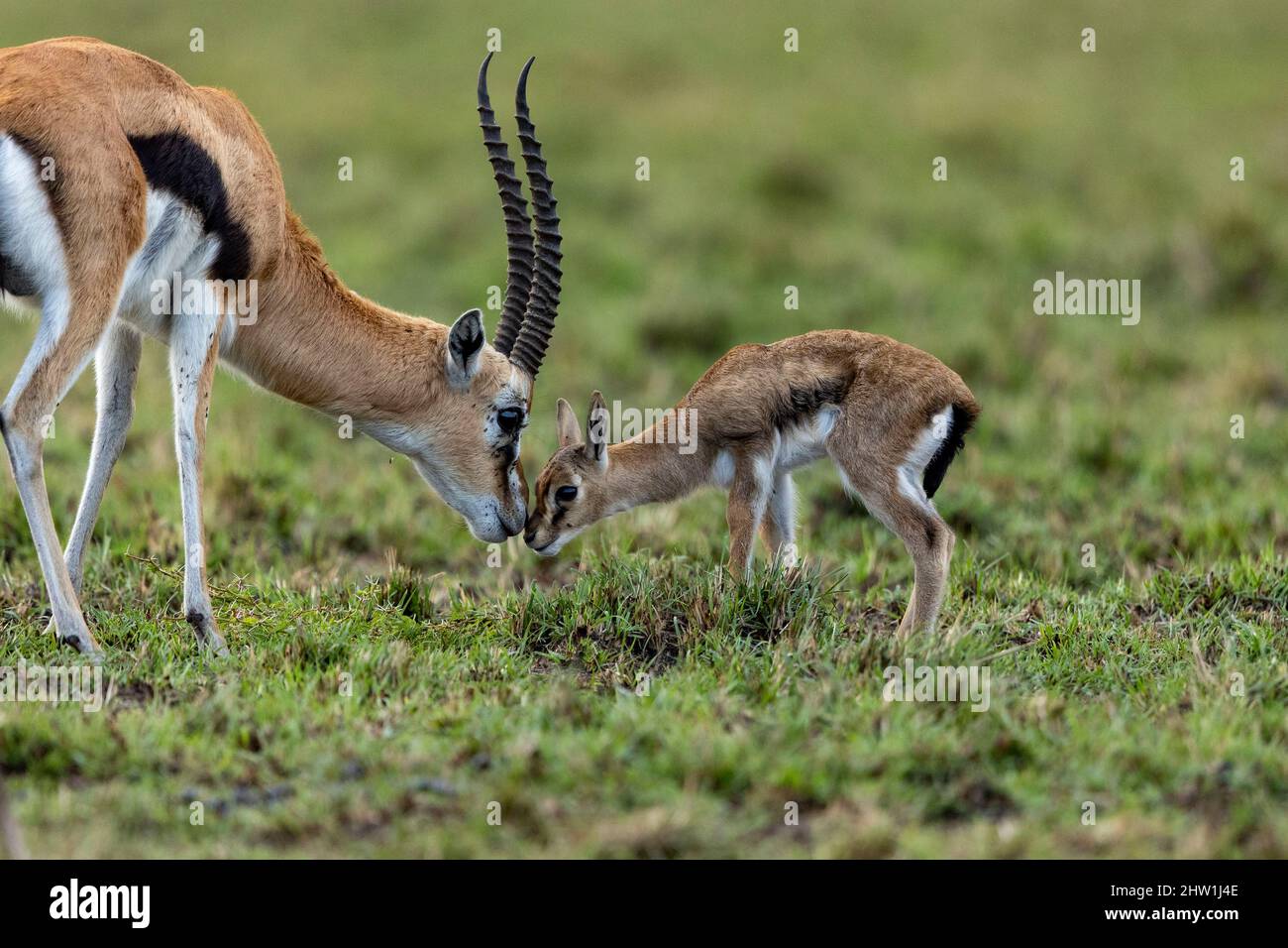 Kenya, Masai Mara National Reserve, National Park, Thomson's Gazelle ...