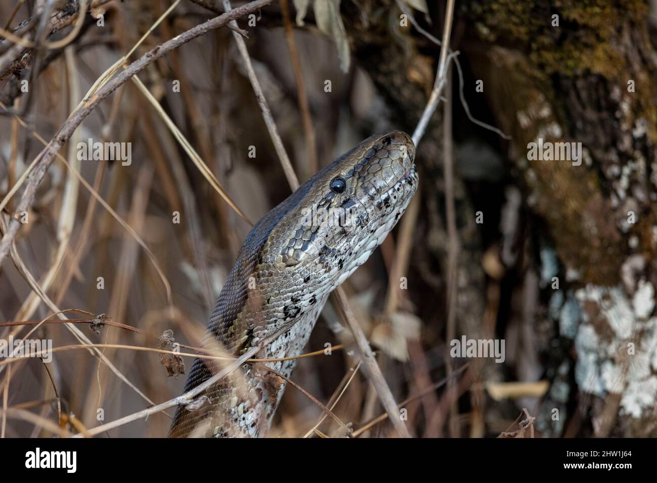 Kenya, Masai Mara National Reserve, National Park, African Rock python ...