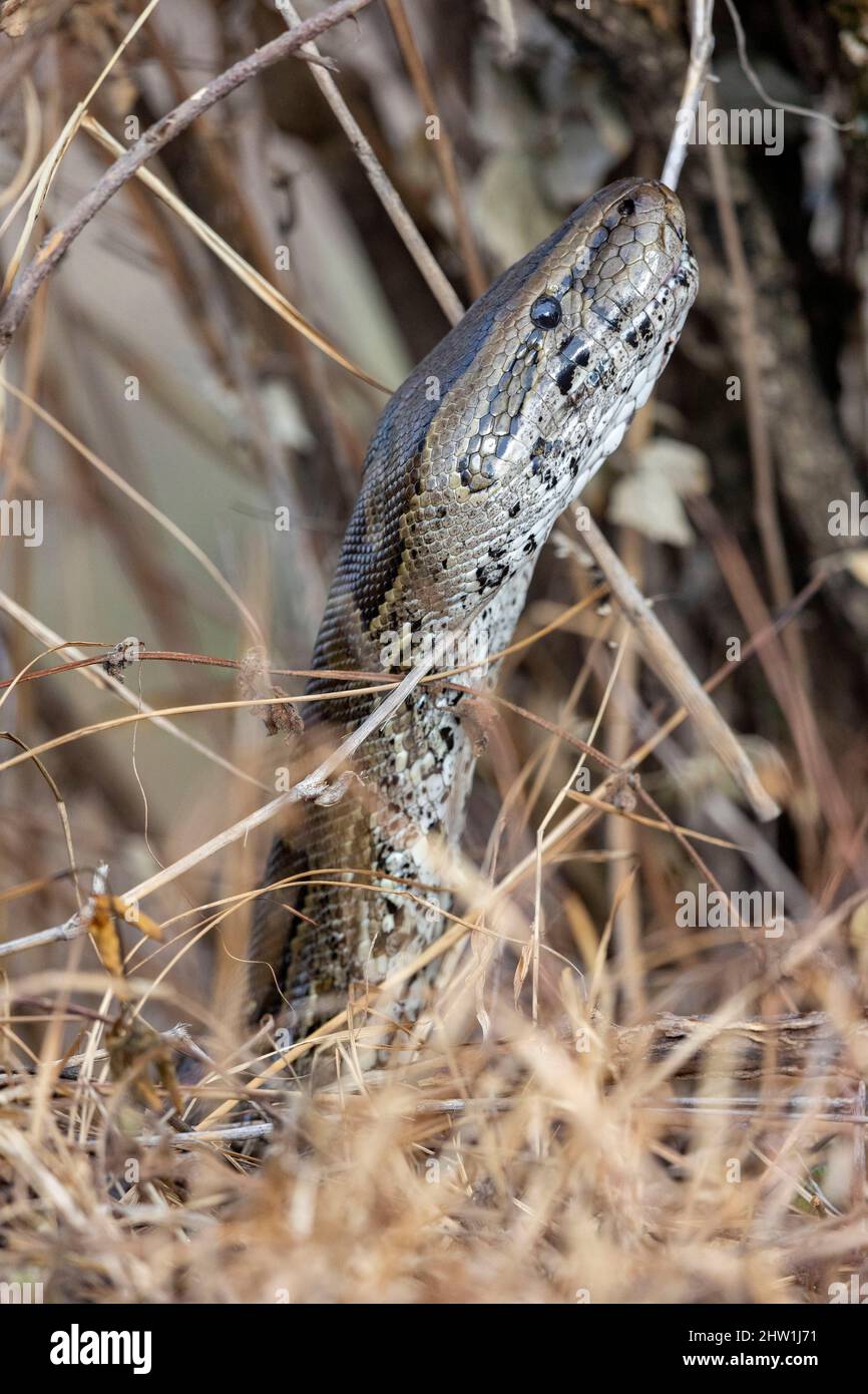 Kenya, Masai Mara National Reserve, National Park, African Rock python (Python sebae), his head in the bushafrican rock pythonReptile Stock Photo