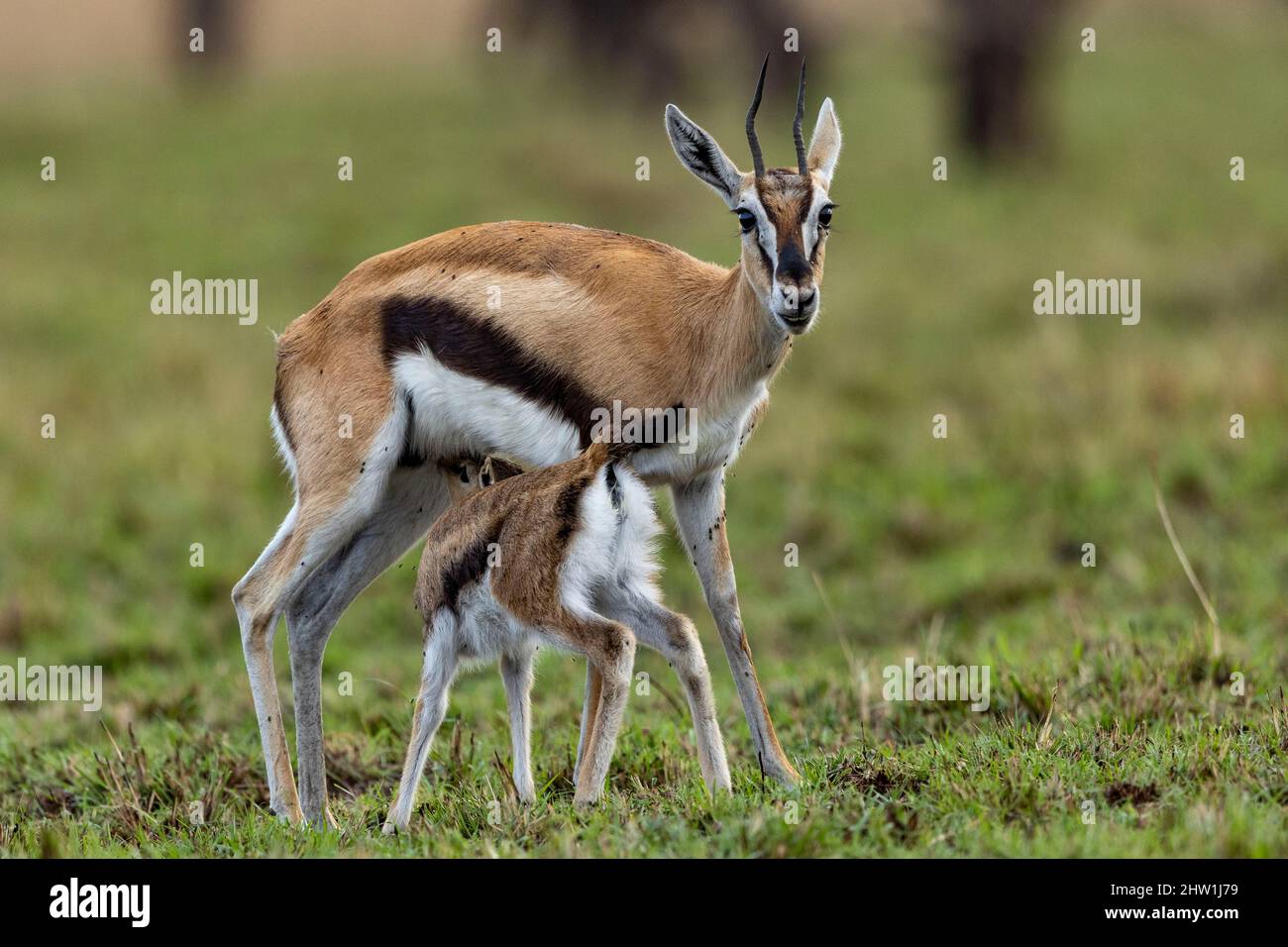Kenya, Masai Mara National Reserve, National Park, Thomson's gazelle ...