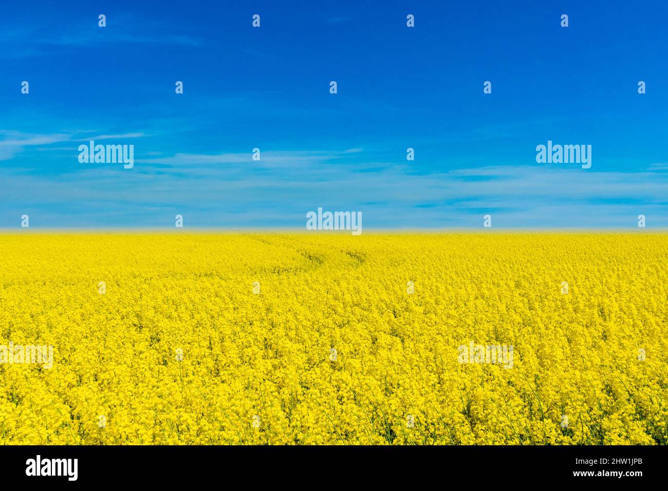 Landscape resembles Ukrainian national flag. Blue sky and yellow flower field landscape graphic with Ukraine flag colours. Stock Photo