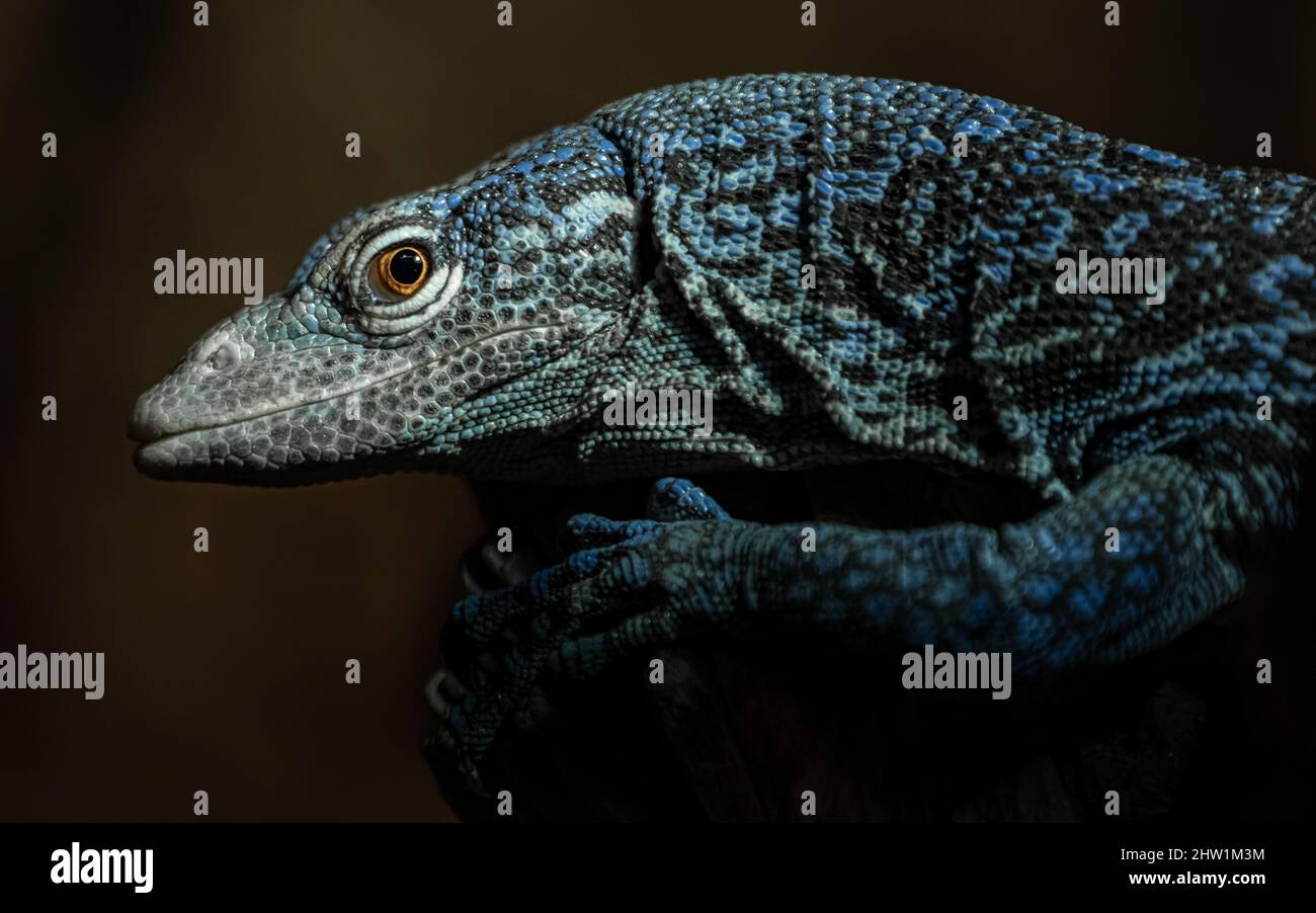 Blue spotted monitor lizard hi-res stock photography and images - Alamy