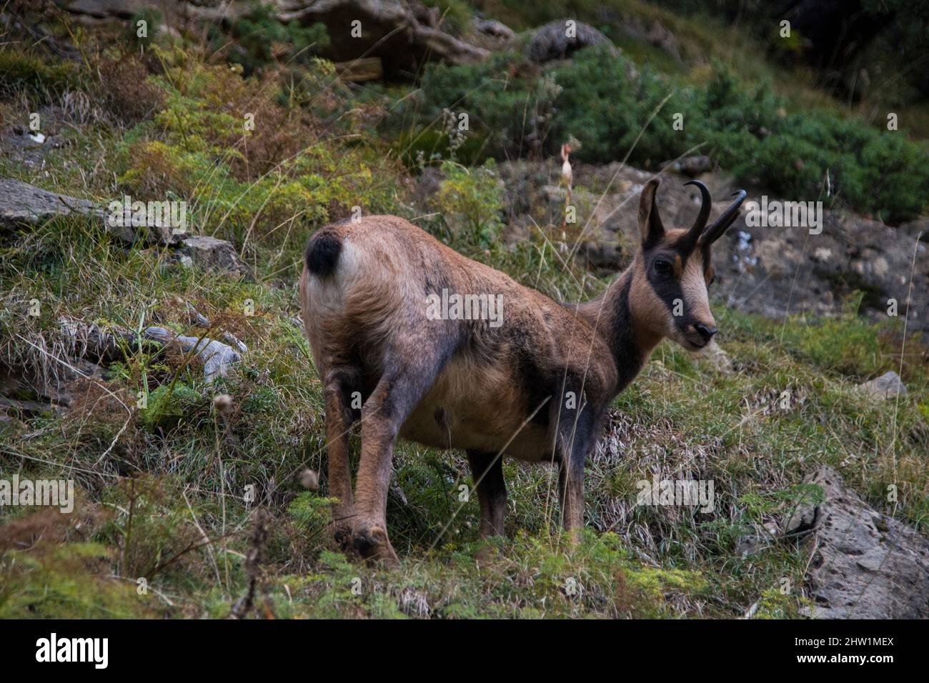 Close encounter with a chamois in the wild Stock Photo