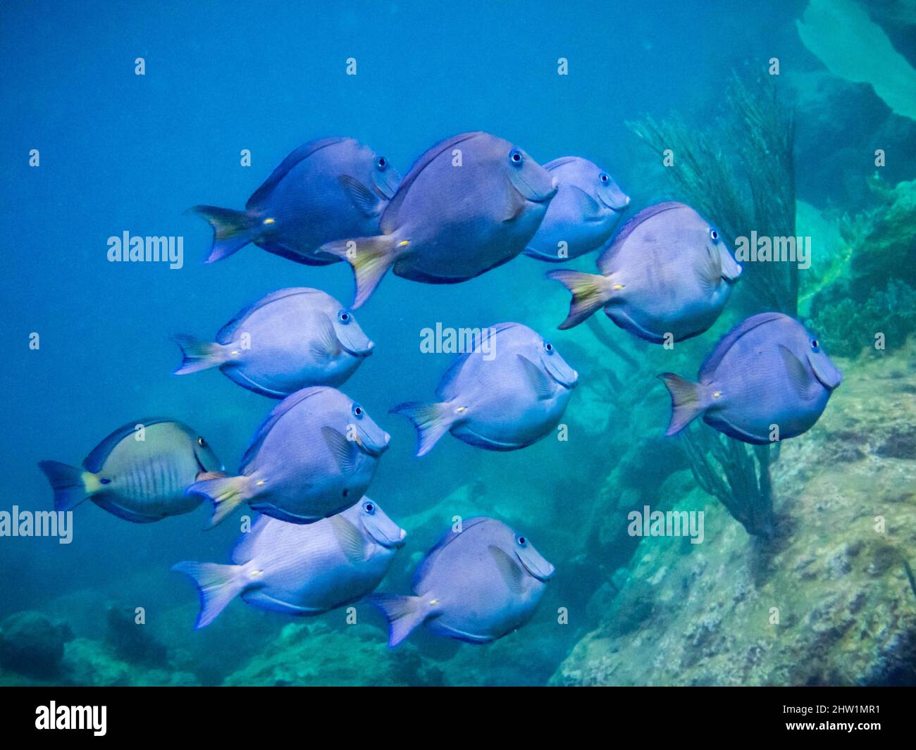 Doctorfish - Acanthurus chirurgus - Surgeonfishes - - Caribbean Reefs