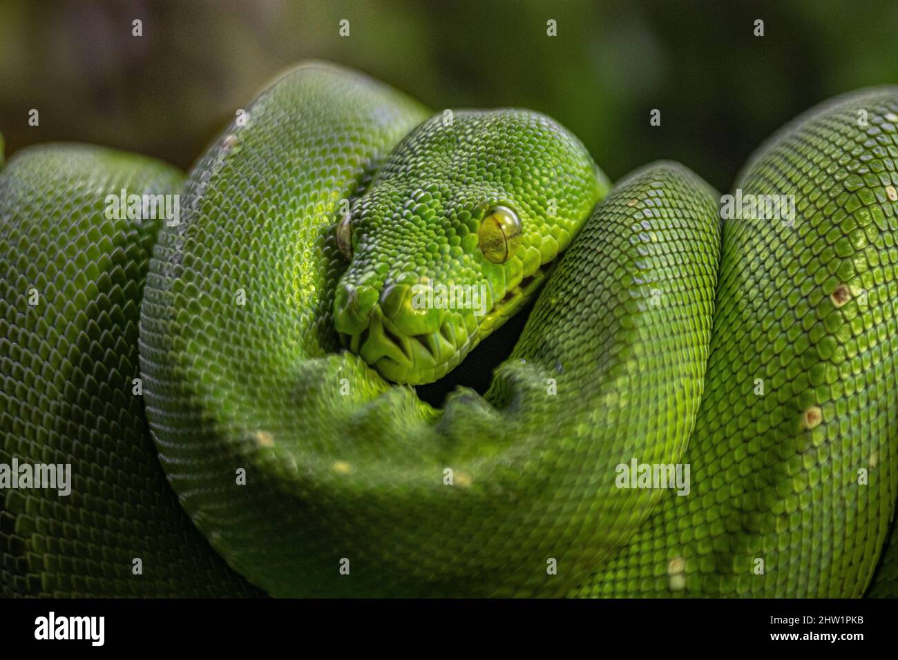 Venomous creature hi-res stock photography and images - Alamy