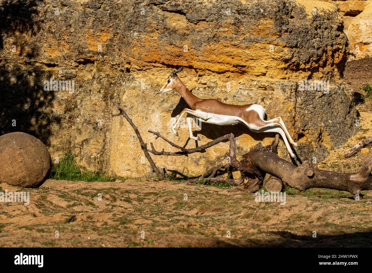Africa, dama gazelle (Nanger dama mhorr), boparc of Doue la Fontaine Stock Photo
