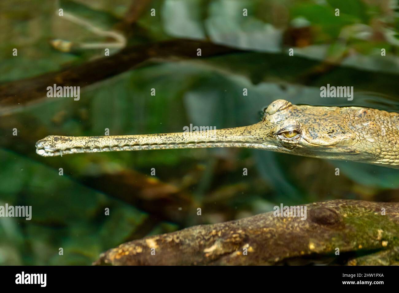 India, gharial(Gavialis gangeticus), close up, Biotropica Stock Photo