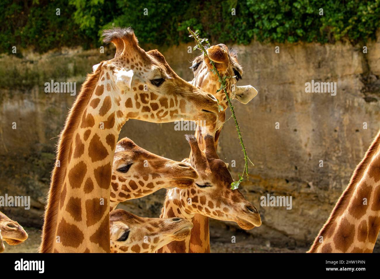 Central Africa, northern girafe (Giraffa camelopardalis kordofan), group, bioparc of Doue la Fontaine Stock Photo