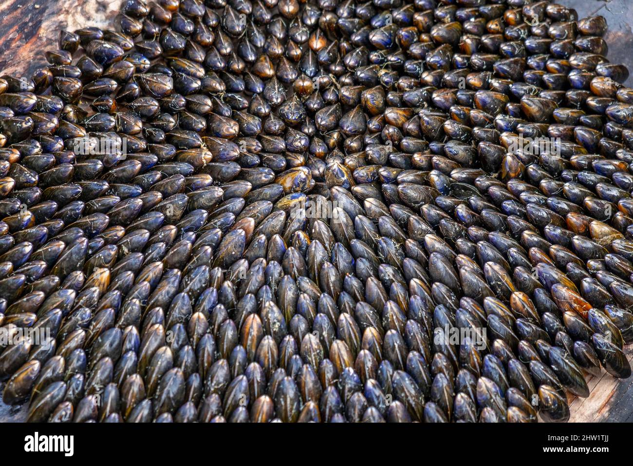 Maritime seafood hires stock photography and images Alamy