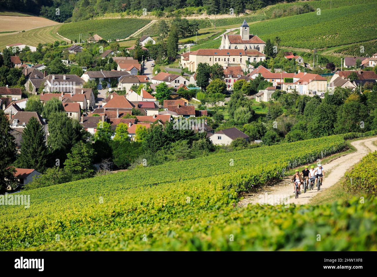 France, Aube, La Cote des Bar, Viviers sur Artaut, discovery by bike of the Champagne vineyard with the Richardot estate Stock Photo
