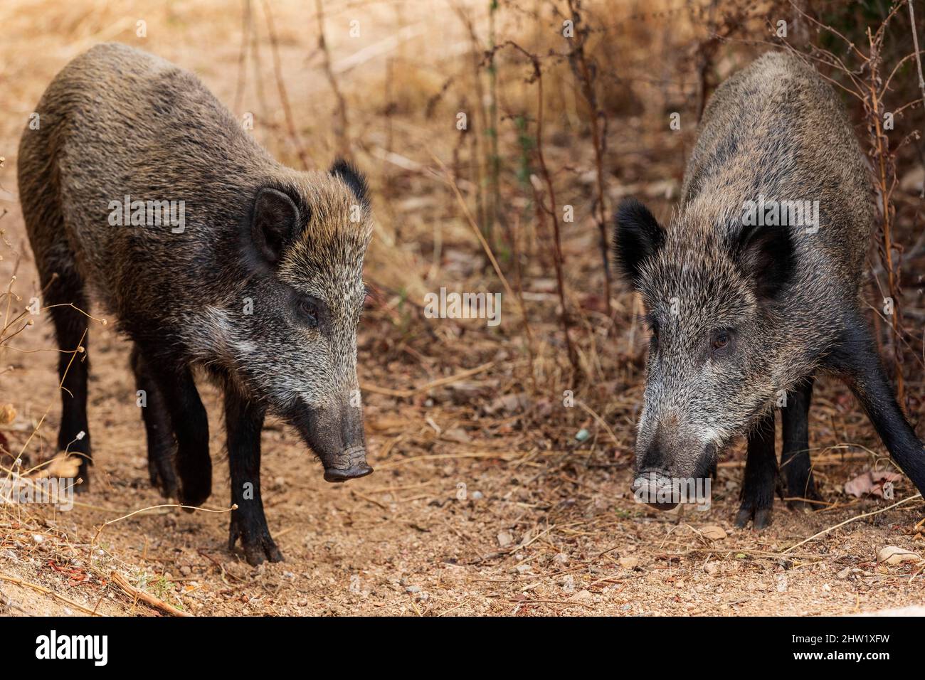 France Corse Du Sud Domaine De Murtoli Wild Boars Stock Photo Alamy france-corse-du-sud-domaine-de-murtoli-wild-boars-stock-photo-alamy