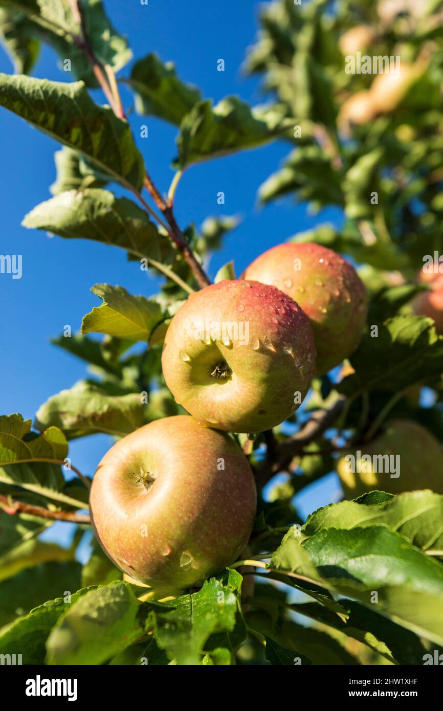 France, Gard, Pont Saint Esprit, orchard, fruit tree, apple Stock Photo