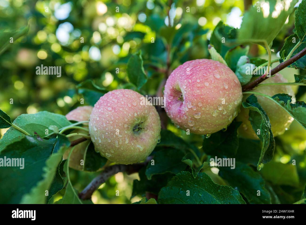 France, Gard, Pont Saint Esprit, orchard, fruit tree, apple Stock Photo