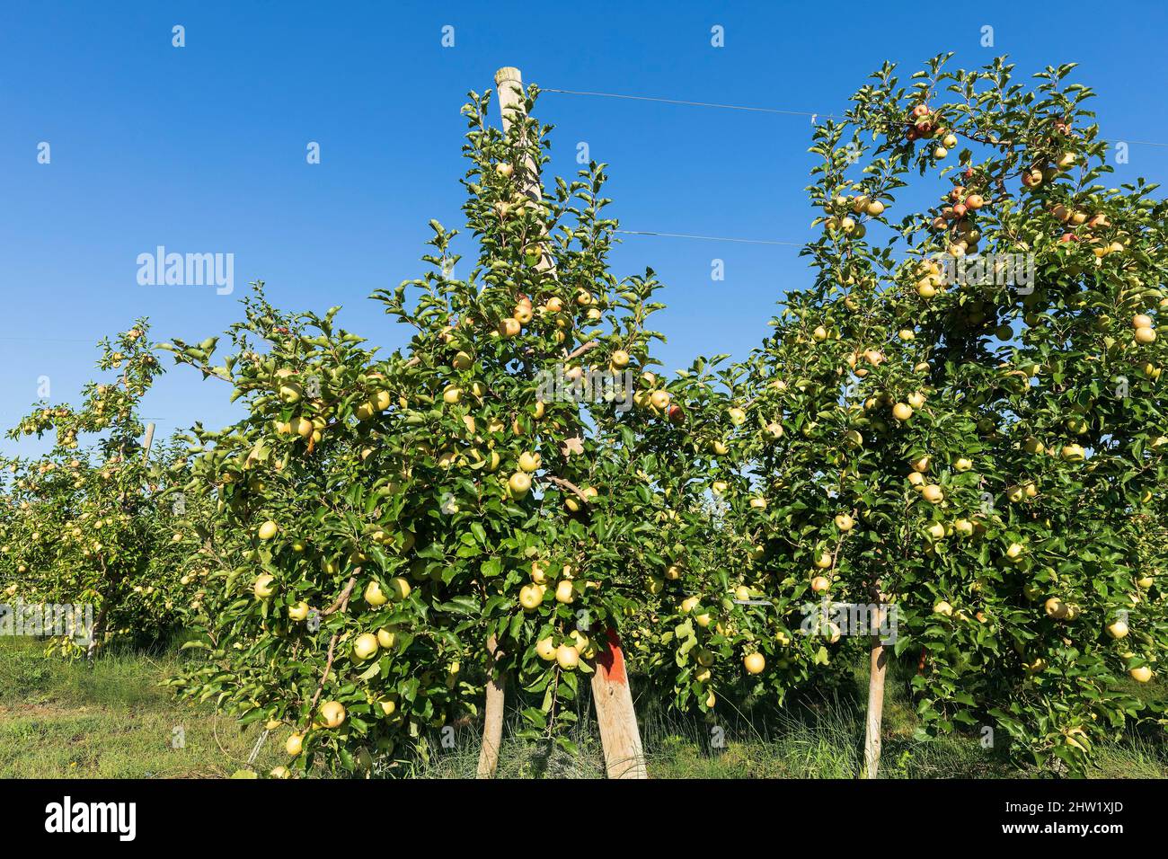France, Gard, Pont Saint Esprit, orchard, fruit tree, apple Stock Photo