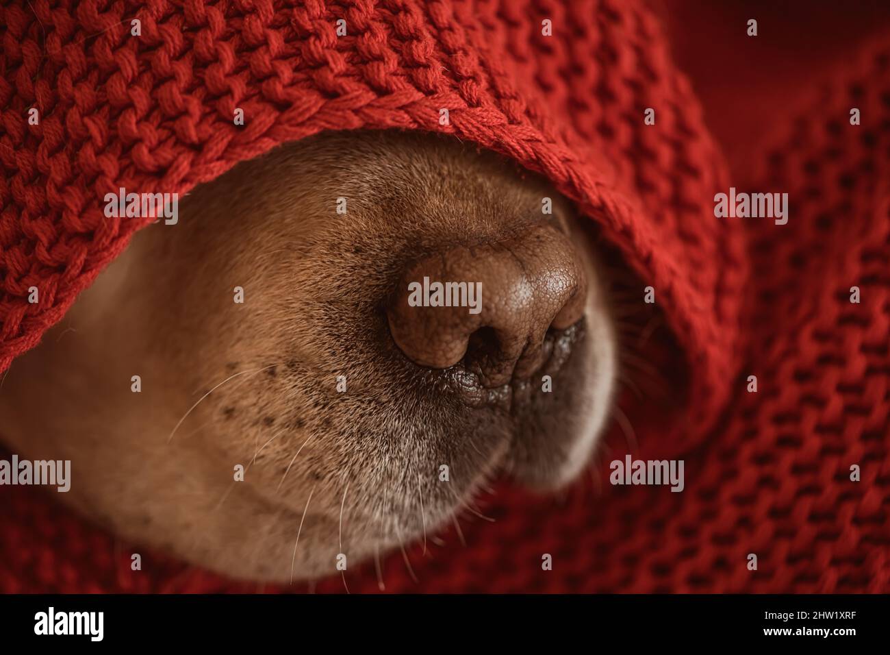 dog's nose under the red blanket in winter Stock Photo Alamy