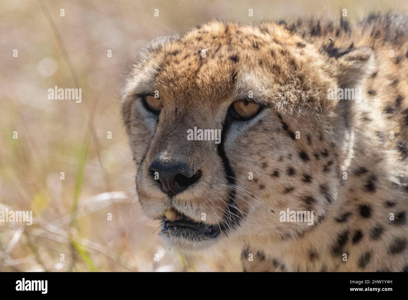 Kenya, Masai Mara National Reserve, National Park, Cheetah (Acinonyx jubatus), in the savannah, only one animal Stock Photo