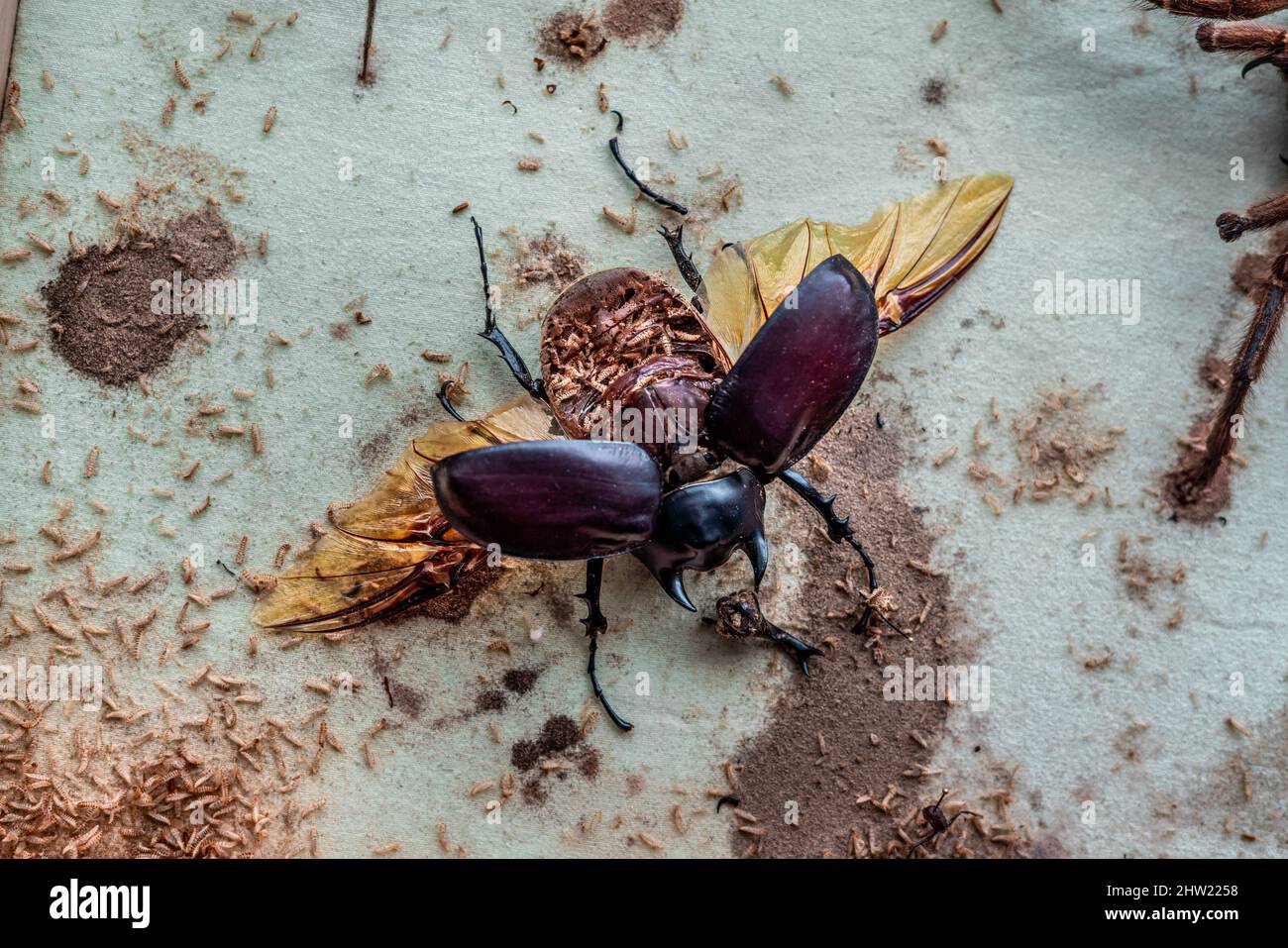Beautiful male Actaeon beetle (Megasoma actaeon) destroyed by thousands of carpet beetle (Anthrenus verbasci) larvae. Fully eaten abdomen can be seen Stock Photo