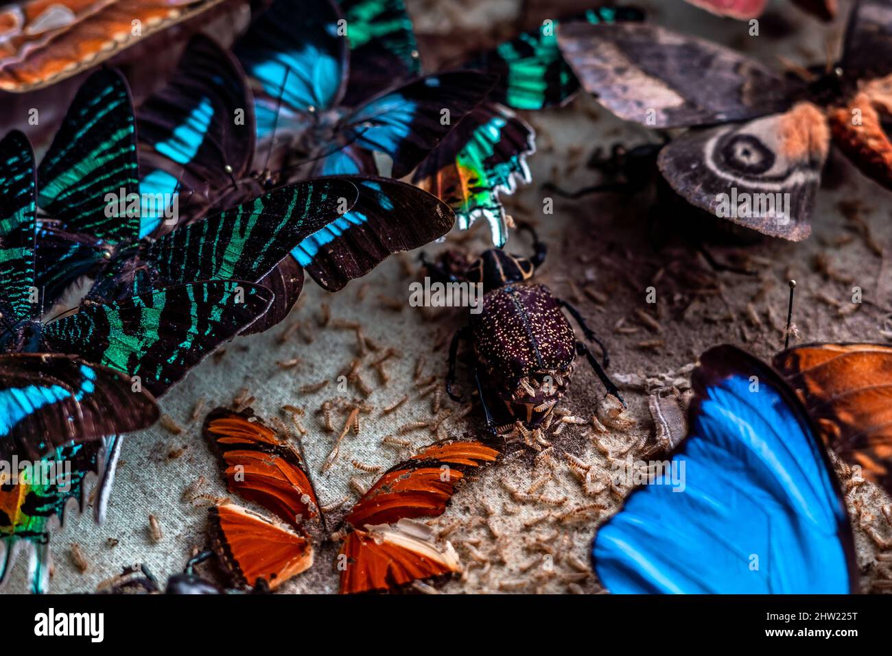 A beautiful colorful scientific insect collection destroued by a carpet beetle (Anthrenus verbasci). Various tropical moths and butterflies Stock Photo