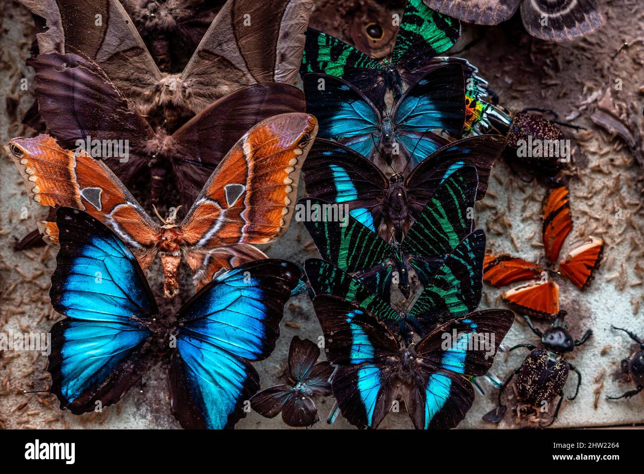 A beautiful colorful scientific insect collection destroued by a carpet beetle (Anthrenus verbasci). Various tropical moths and butterflies Stock Photo