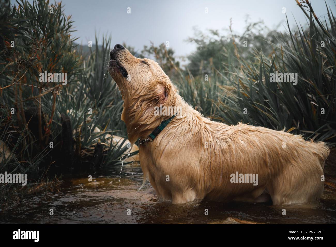 Golden retriever howing with excitment as he plays in the pond. beautiful dog in nature, retriever taking a swim. Stock Photo