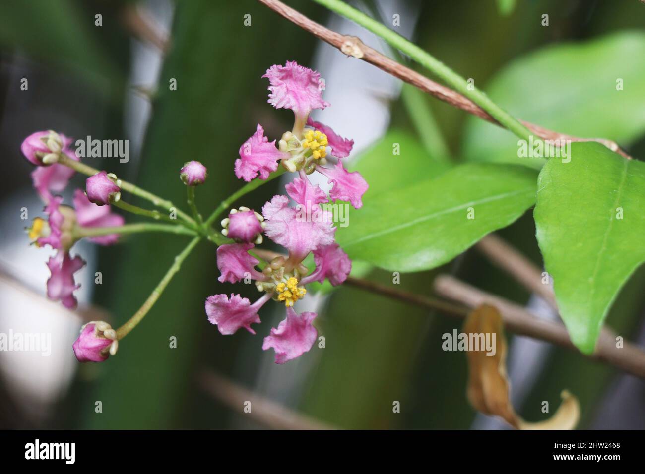 Blooming Malpighia glabra Stock Photo