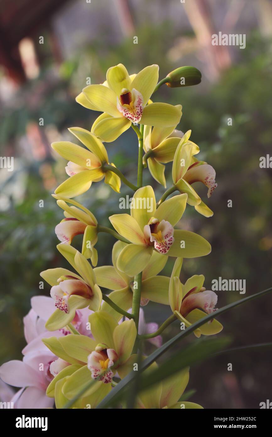 Natural Cymbidium Orchid. Yellow Cymbidium boat orchid flowers with patchy red to yelow lip petal Stock Photo