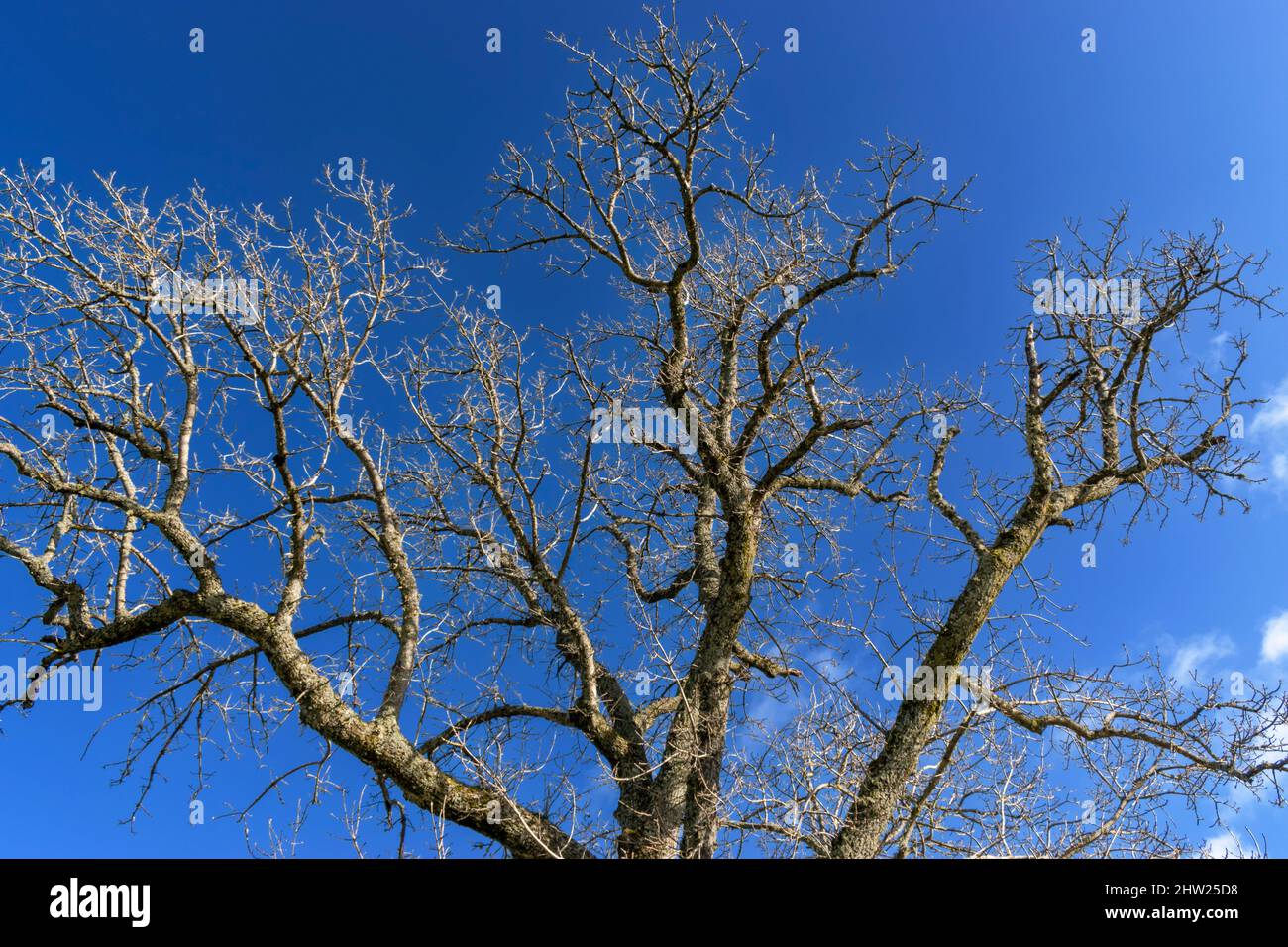 ASH TREE Fraxinus excelsior BRANCHES IN SPRING NO LEAVES AGAINST A BLUE