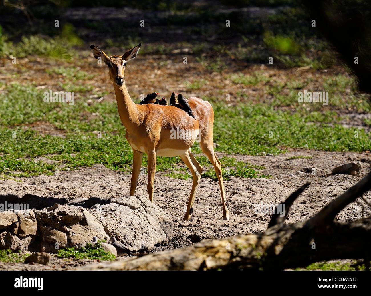 African Antelope are the prey animals for the big cats of the plains