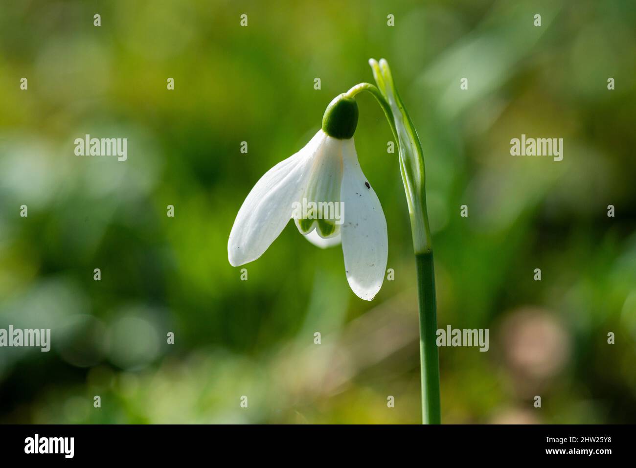 Snowdrops (Galanthus nivalis) Stock Photo