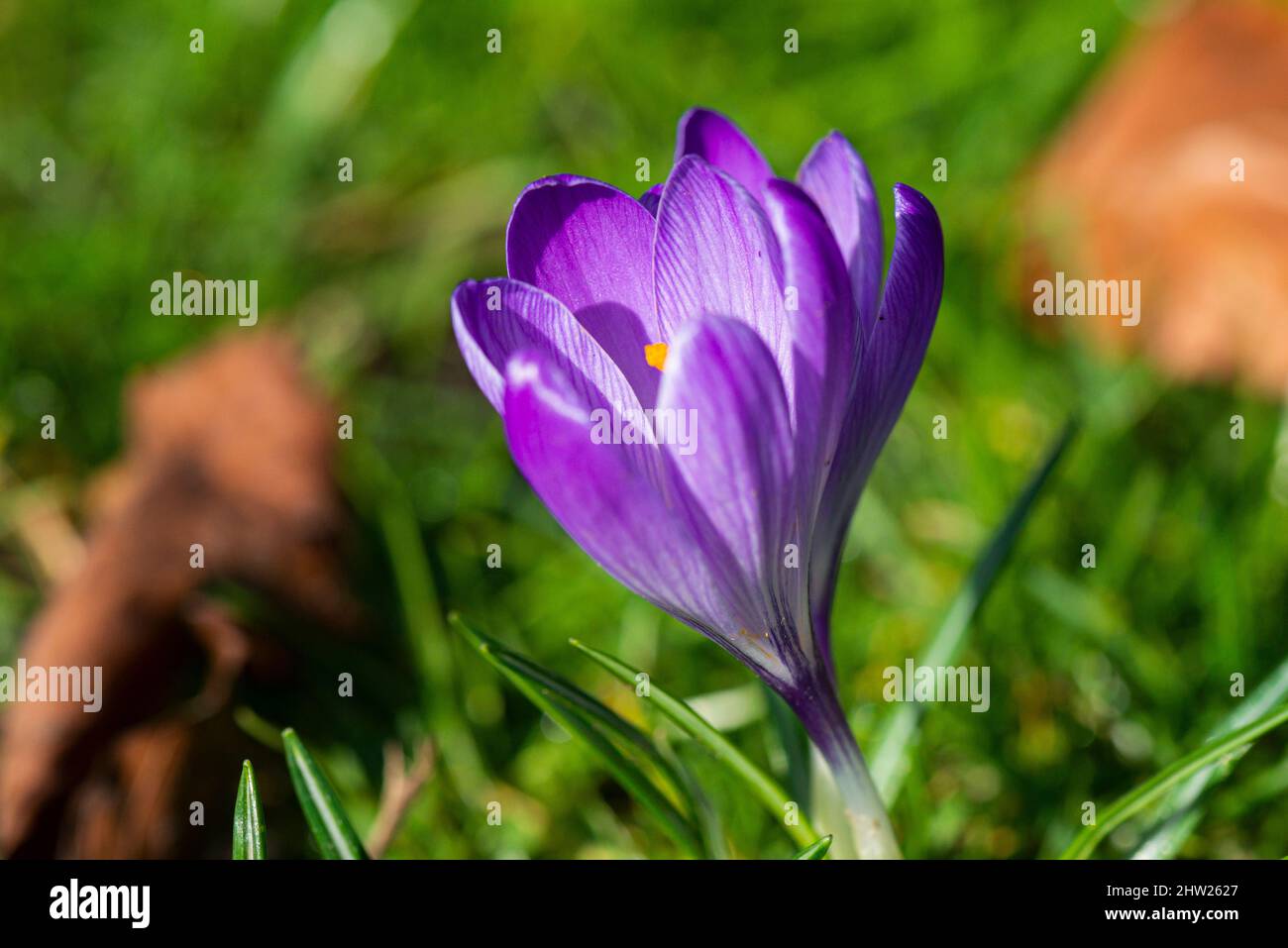 Purple crocus flowers Stock Photo