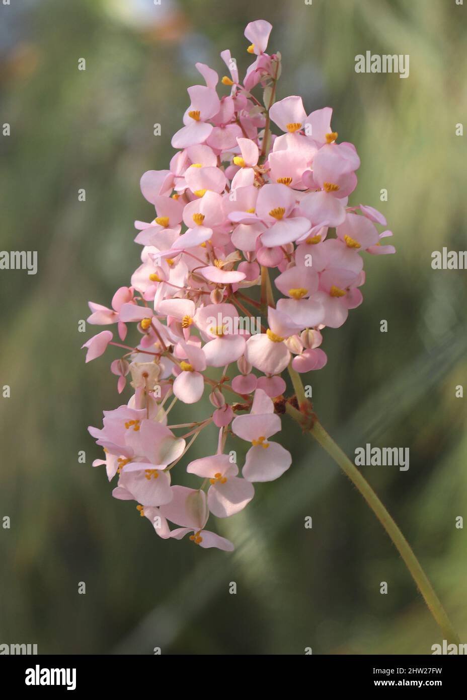 Begonia carolineifolia regel or hand begonia Stock Photo