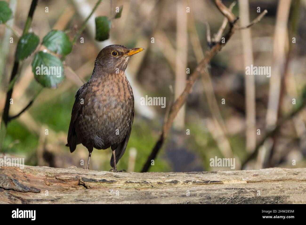 Blackbird (Turdus merula) female bird brown plumage with blurred spots on underside has yellow bill and eye rings, composed on left for copy space Stock Photo